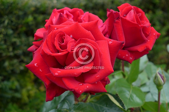 red roses