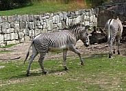 Zebra