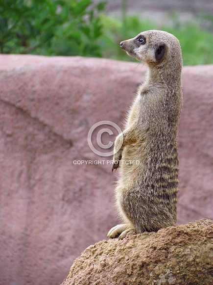 Meerkat