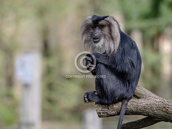 Lion-tailed Macaque