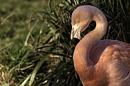 Chilean Flamingo Close Up Side Profile