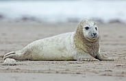 common seal