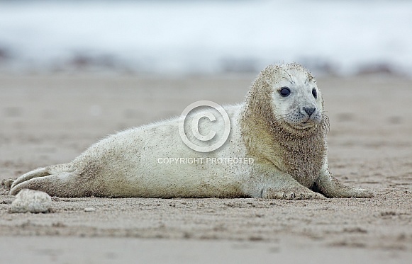 common seal