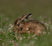 Cleaning hare