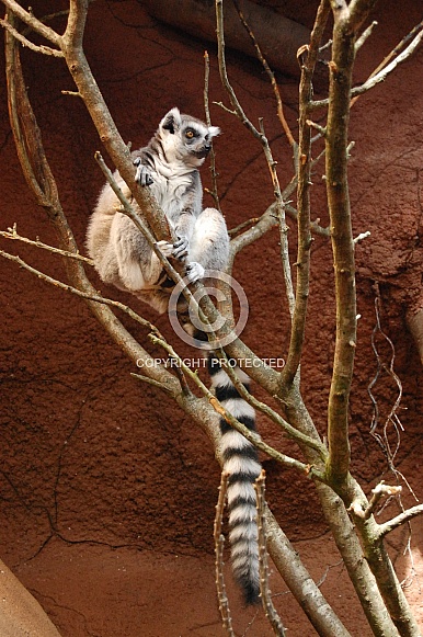 Ringtailed Lemur Ringtailed Lemur
