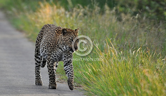 Leopard Walking in the morning sun