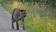 Leopard Walking in the morning sun