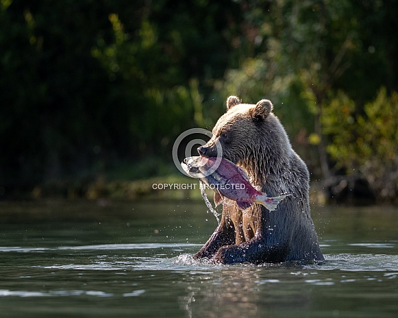 Bear cub in the water with a salmon Bear cub in the water with a salmon