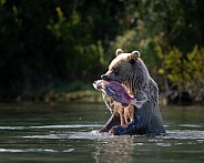 Bear cub in the water with a salmon