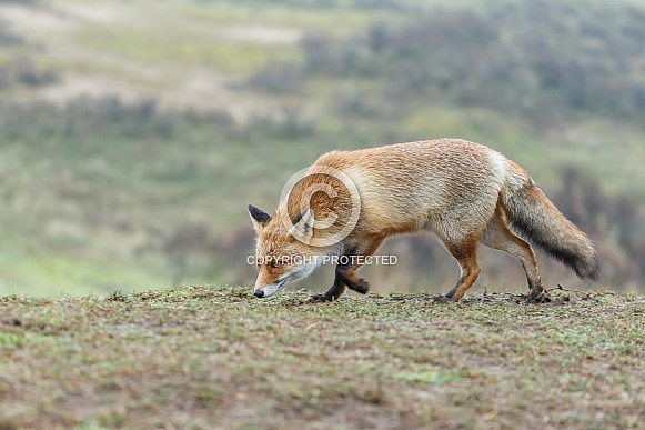Red fox in the Dutch dunes