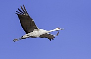 Sandhill crane flying against a blue sky