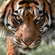 Sumatran Tiger