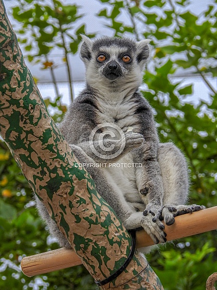 Lemur