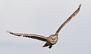 Burrowing owl (Athene cunicularia) in flight with, wings extended up and sideways