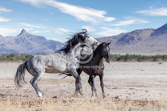Wild Horse— Onaqui Mountains, Utah Wild Horse— Onaqui Mountains, Utah