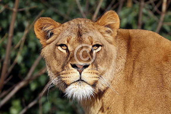 Lion (panthera leo)