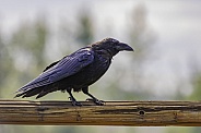 Common Raven in Alaska