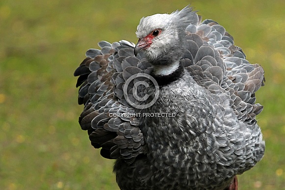 Southern Screamer Southern Screamer