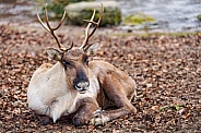 Reindeer lying down