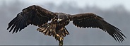 White tailed eagle or European Eagle