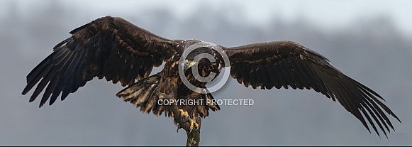 White tailed eagle or European Eagle