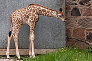 Rothchild's Giraffe Calf Full Body
