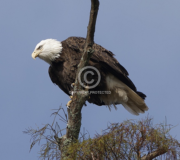 Bald Eagle