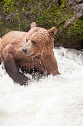 Wild adult grizzly bear fishing