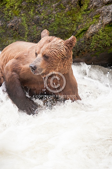 Wild adult grizzly bear fishing