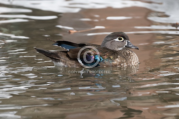 Wood duck