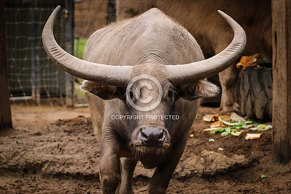 Water Buffalo Water Buffalo