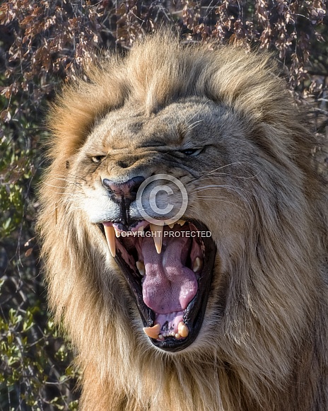 African Lion (Male)