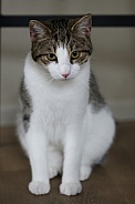 Domestic cat 