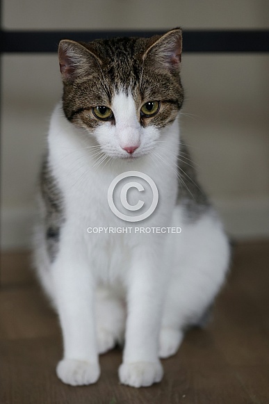 Domestic cat Domestic cat