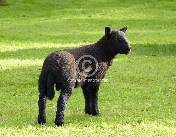 Black Lamb