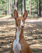 Ibizan hound portrait in the woods