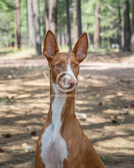 Ibizan hound portrait in the woods