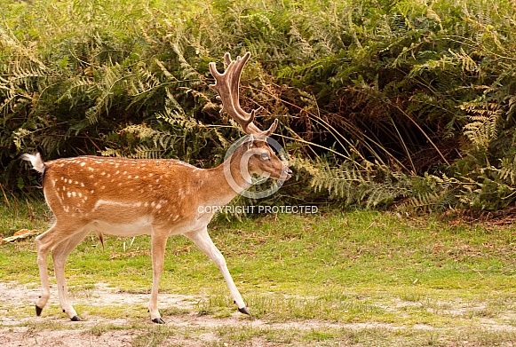 Fallow Deer Fallow Deer