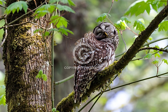 Barred Owl