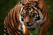 Sumatran Tiger