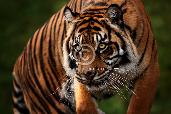 Sumatran Tiger