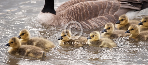 Canada goose with chicks