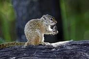 Cape Ground Squirrel - Botswana