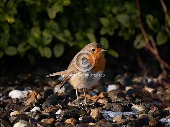 European Robin
