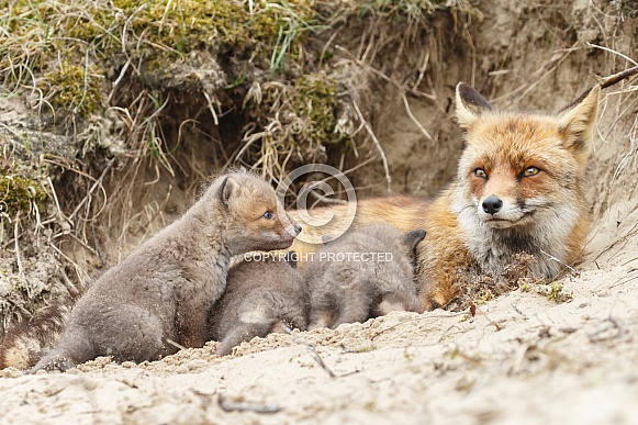 Red fox cubs Red fox cubs