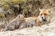 Red fox cubs