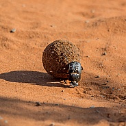 Green-grooved Dung Beetle