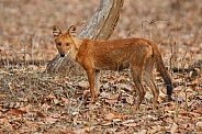 Dhoul pose in the nature habitat