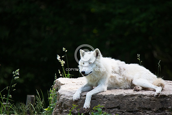 Arctic wolf