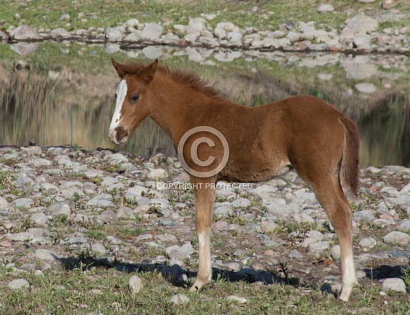 Wild Desert Colt